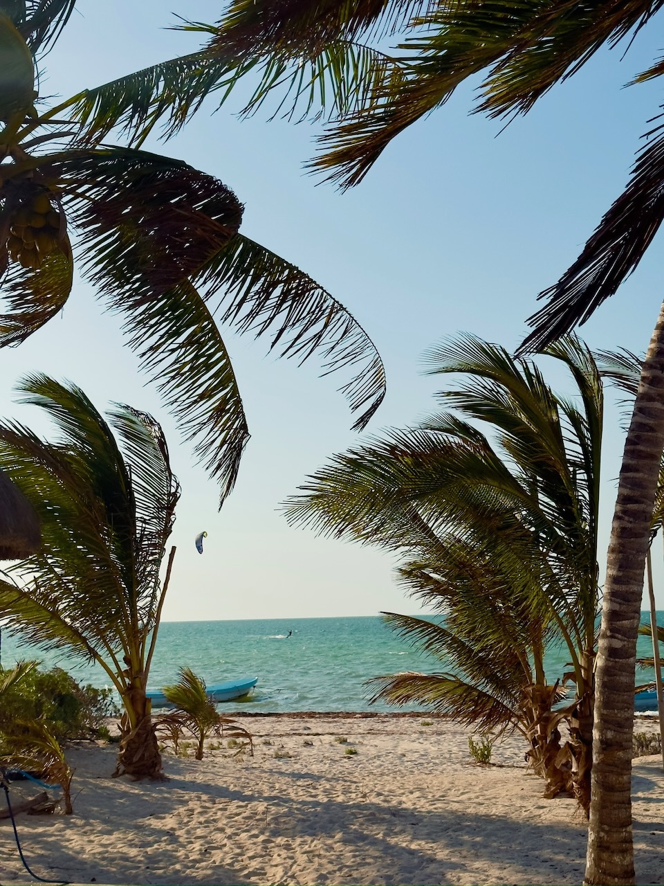 Caribbean beach with palm trees, Mexico